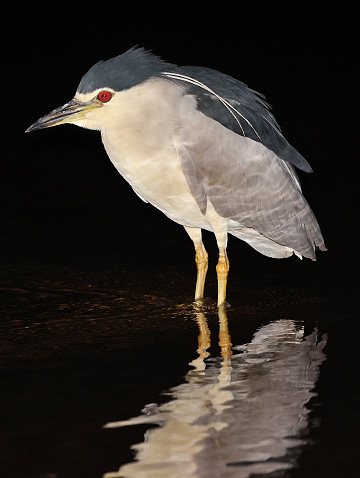 Black-crowned Night Heron